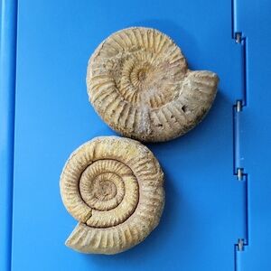 Ammonite Unpolished Fossils (2) - Please Read Desription
